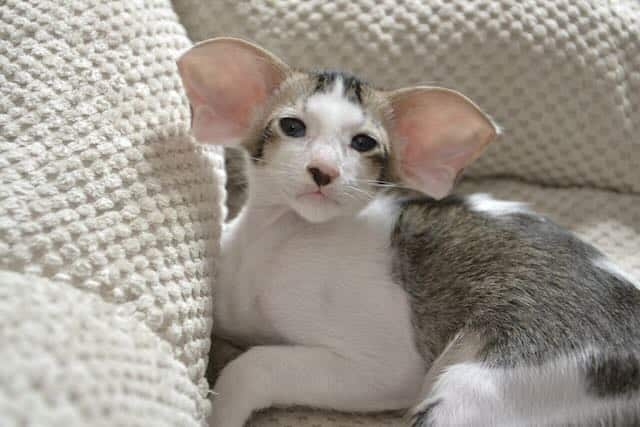 Ivy Dolcegattina kot orientalny