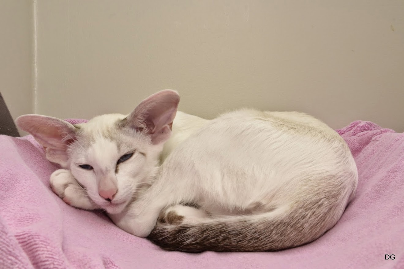 Hodowla a psełdohodowla.
Federacje felinologiczne – dlaczego nie wszystkie „związki” są równe