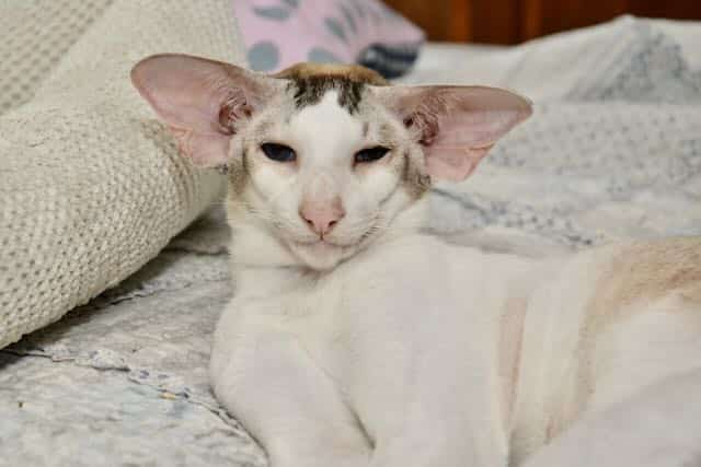 Hodowla a pseudohodowla. Dlaczego pseudohodowle nie podlegają realnej kontroli