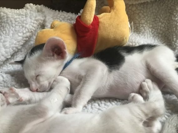 Kocięta. Rola kociej mamy i pierwsze tygodnie życia kociąt