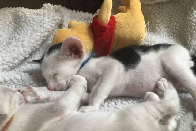 Kocięta. Rola kociej mamy i pierwsze tygodnie życia kociąt