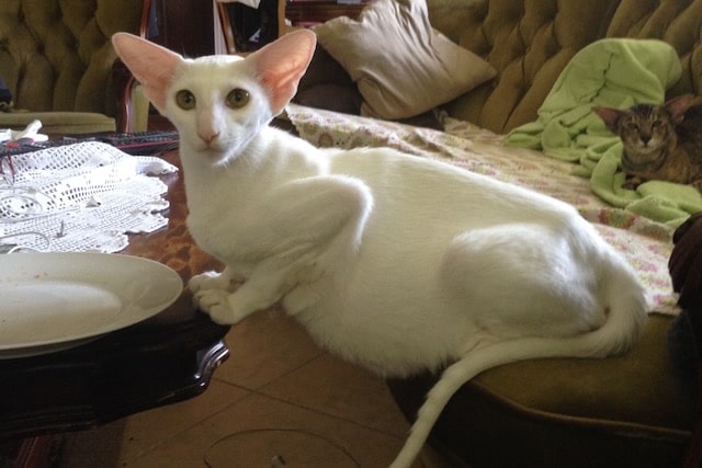 Kocięta. Cisza przed porodem – czego naprawdę potrzebuje ciężarna kotka