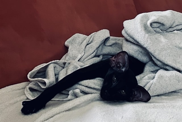 Kocięta. Bondiana Sim Sim – narodziny siedmiu kociąt i pierwsze trudne dni